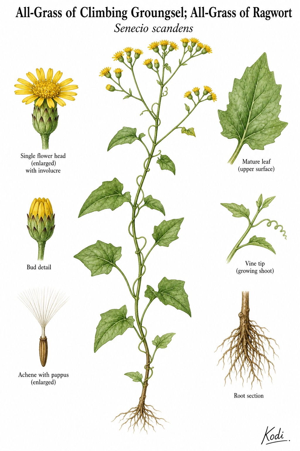 Botanical illustration of All-Grass of Climbing Groungsel; All-Grass of Ragwort, Senecio scandens, showing habit, leaves, flowers, fruit, seed, root, and diagnostic plant details.