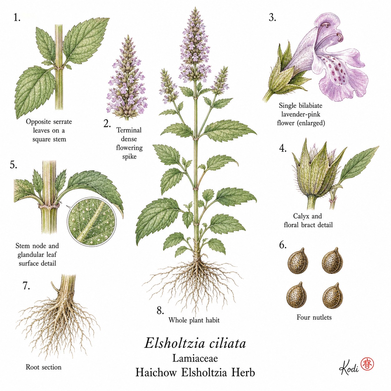 Botanical illustration of Haichow Elsholtzia Herb, Elsholtzia ciliata, showing habit, leaves, flower spikes, flowers, nutlets, root, and diagnostic plant details.
