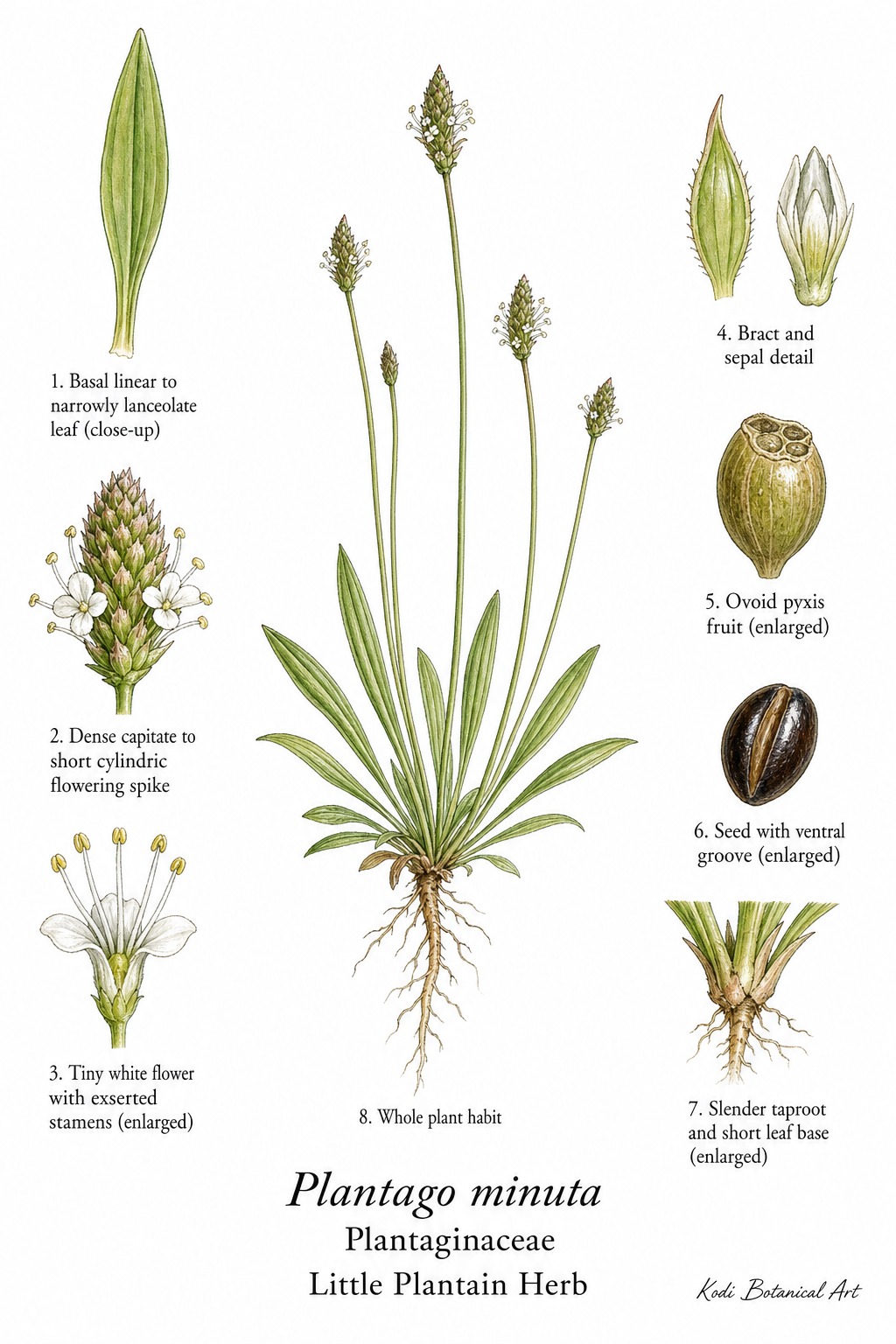 Botanical illustration of Little Plantain Herb, Plantago minuta, showing habit, leaves, flower spikes, fruit, seed, root, and diagnostic plant details.