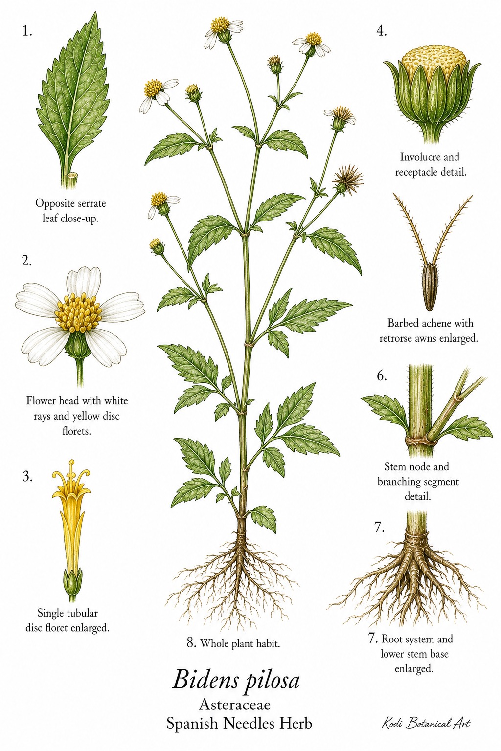 Botanical illustration of Spanish Needles Herb, Bidens pilosa, showing habit, leaves, flower heads, achene fruit, root, and diagnostic plant details.