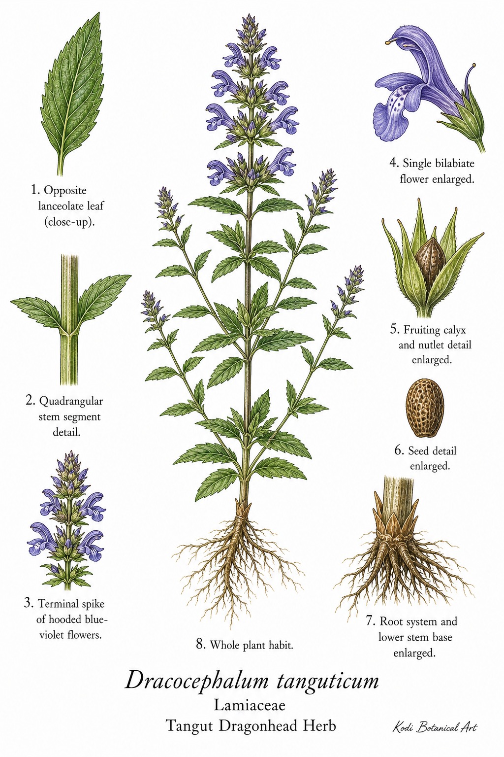 Botanical illustration of Tangut Dragonhead Herb, Dracocephalum tanguticum, showing habit, leaves, flowers, fruiting calyx, seed, root, and diagnostic plant details.