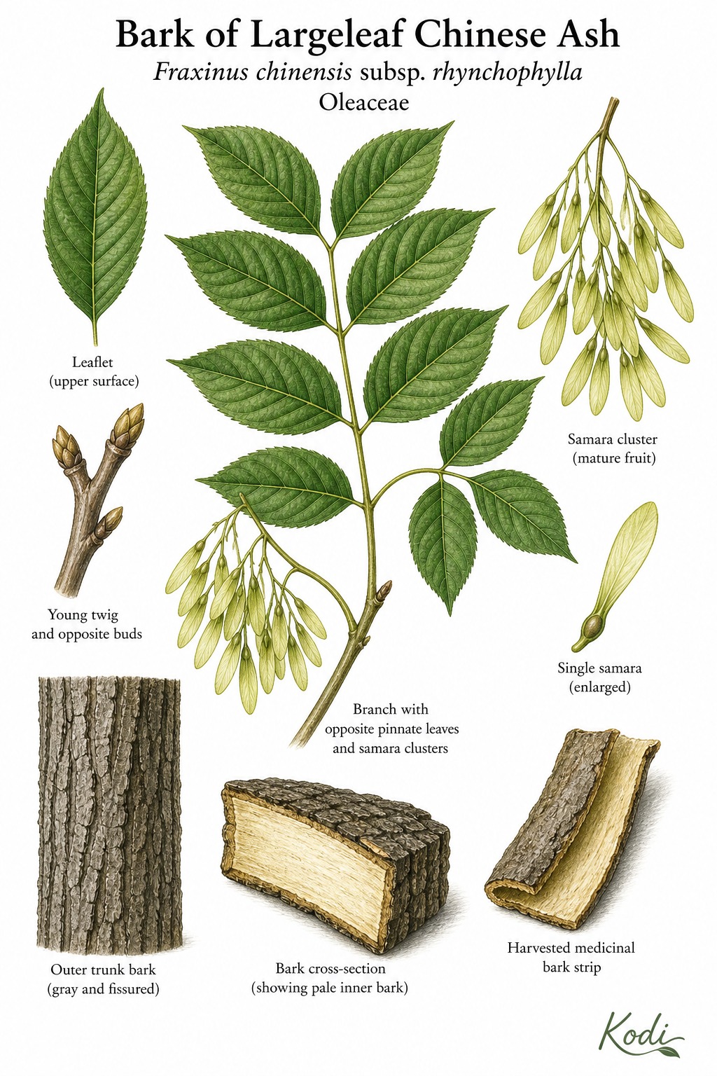 Botanical illustration of Bark of Largeleaf Chinese Ash, Fraxinus chinensis subsp. rhynchophylla, showing pinnate leaves, samaras, trunk bark, medicinal bark strips, and diagnostic plant details.