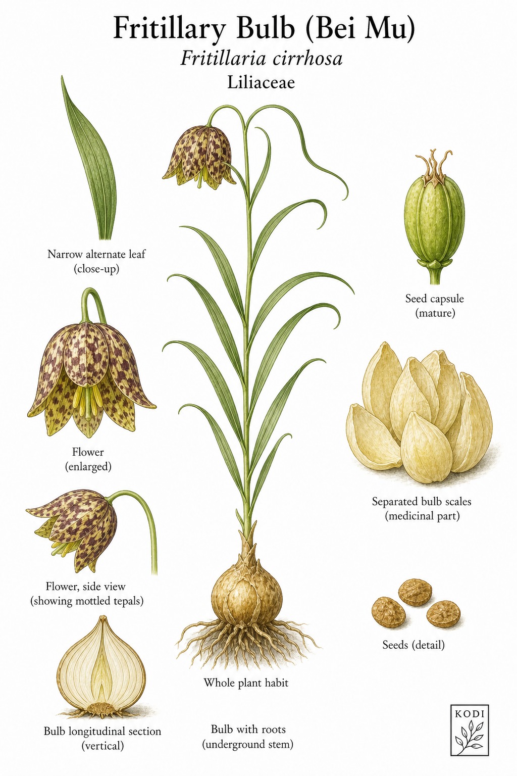 Botanical illustration of Fritillary Bulb (Bei Mu), Fritillaria cirrhosa, showing habit, leaves, flower, bulb, medicinal bulb scales, and diagnostic plant details.