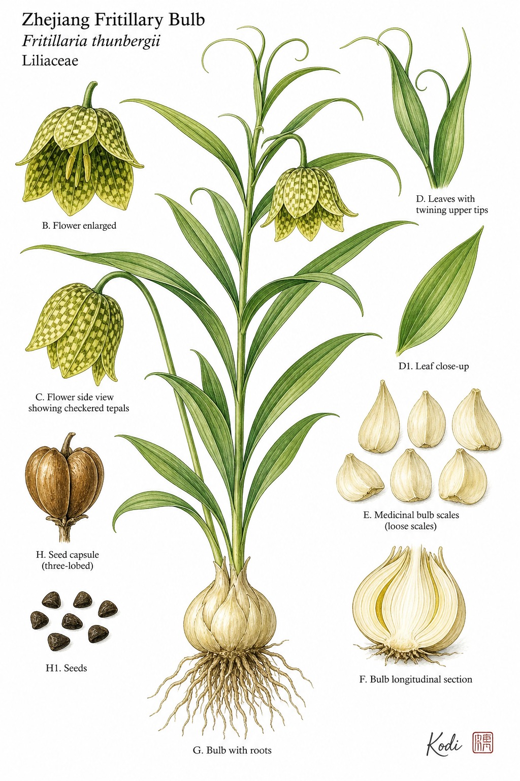 Botanical illustration of Zhejiang Fritillary Bulb, Fritillaria thunbergii, showing habit, leaves, flower, bulb, medicinal bulb scales, and diagnostic plant details.