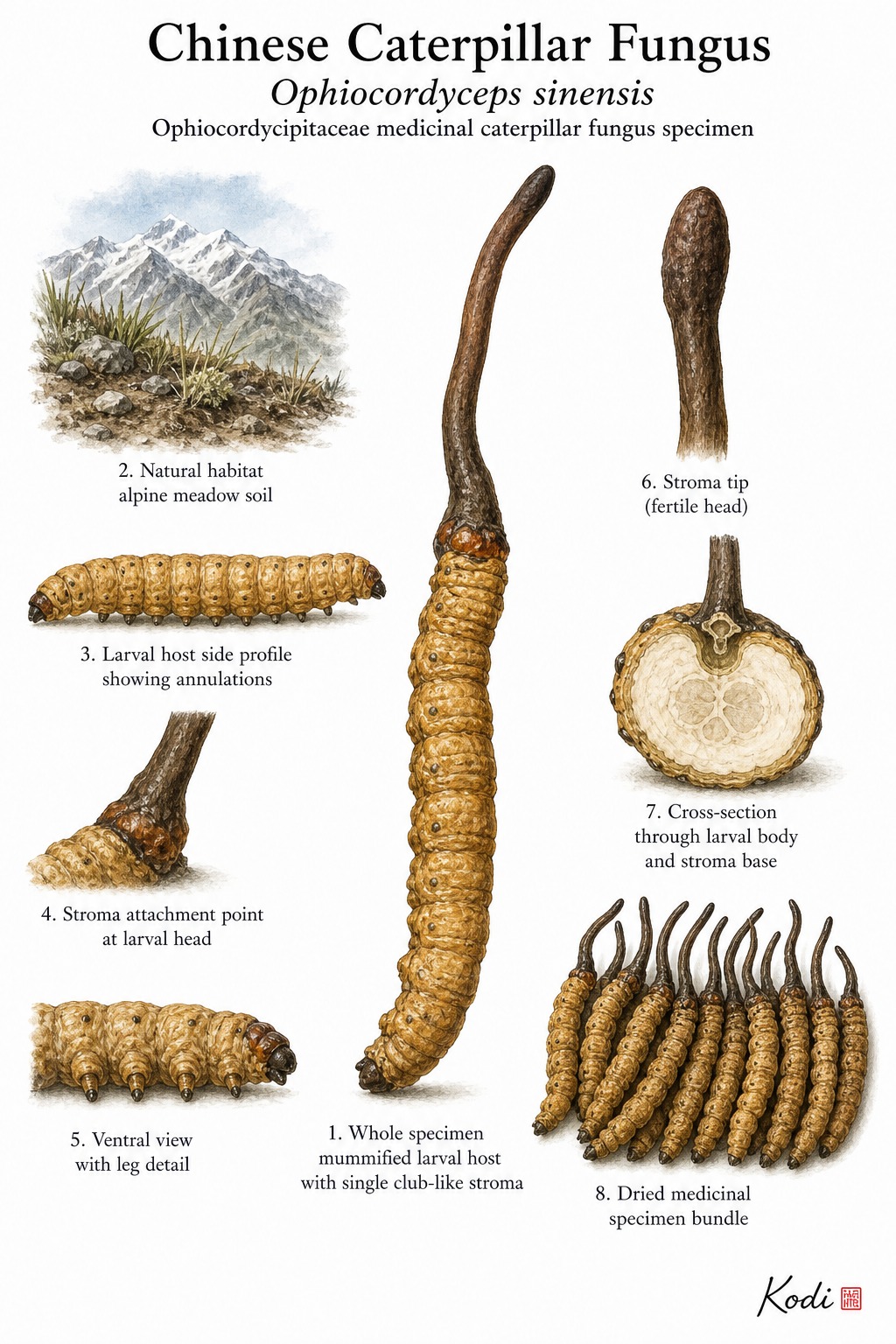 Scientific fungus specimen plate of Chinese Caterpillar Fungus, Ophiocordyceps sinensis, showing larval host body, club-like stroma, dried specimens, and diagnostic fungus-animal details.