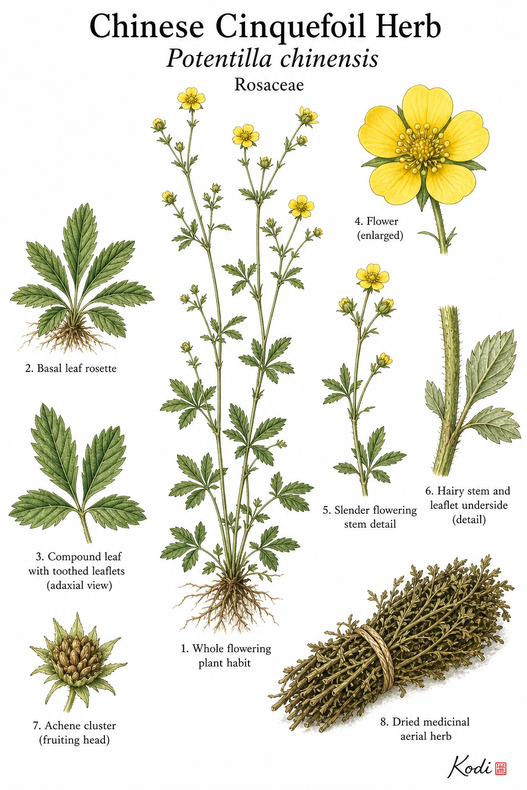 Botanical illustration of Chinese Cinquefoil Herb, Potentilla chinensis, showing whole habit, leaflets, yellow flowers, dried herb, and diagnostic plant details.