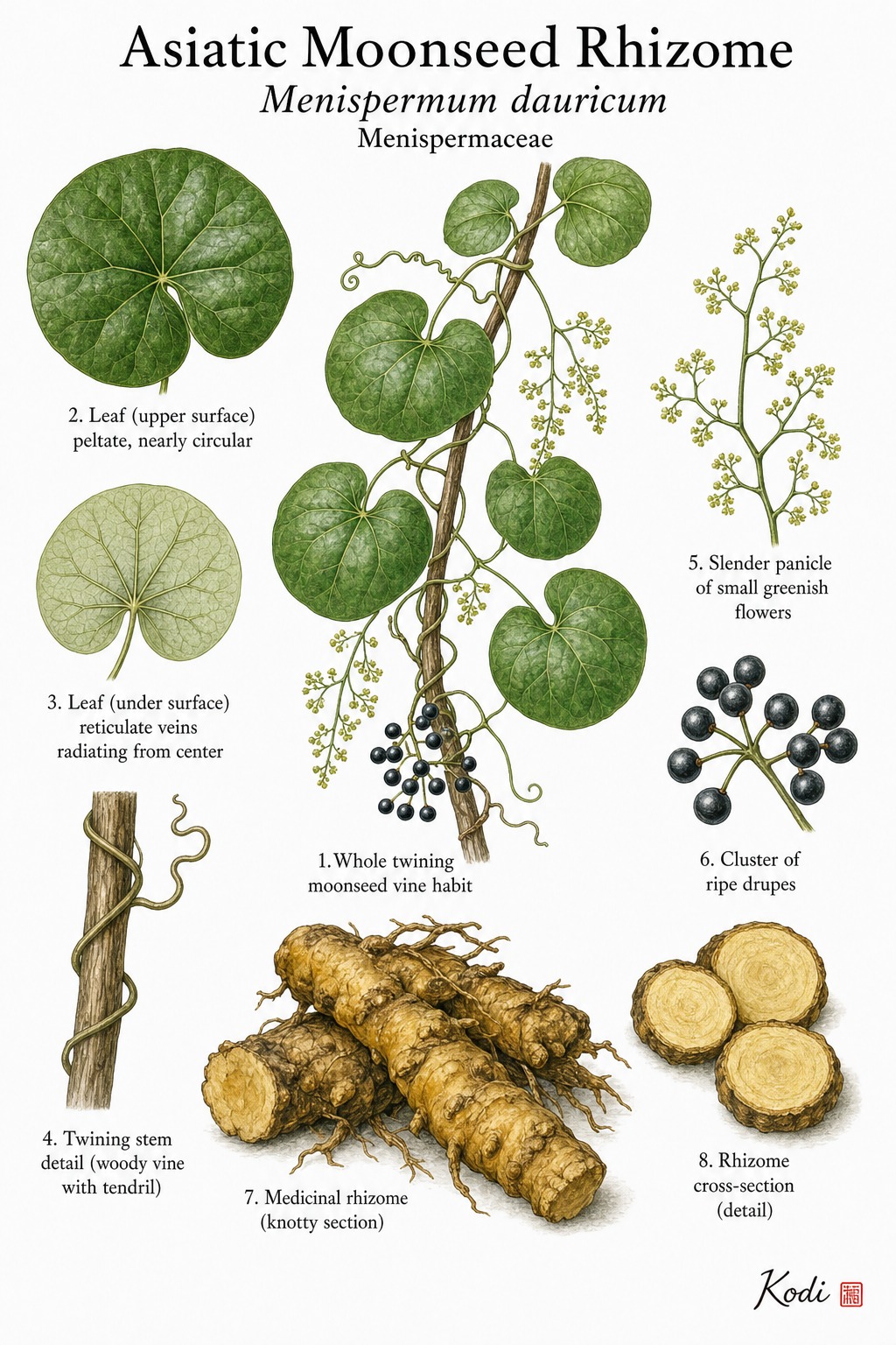 Botanical illustration of Asiatic Moonseed Rhizome, Menispermum dauricum, showing twining habit, peltate leaves, flowers, fruit, rhizome, and diagnostic plant details.