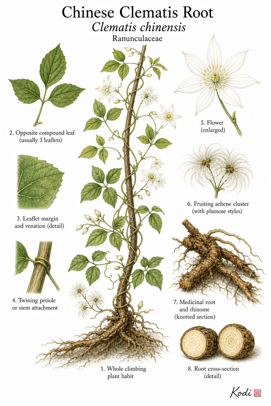 Botanical illustration of Chinese Clematis Root, Clematis chinensis, showing climbing habit, leaves, flower, fruiting head, root, and diagnostic plant details.