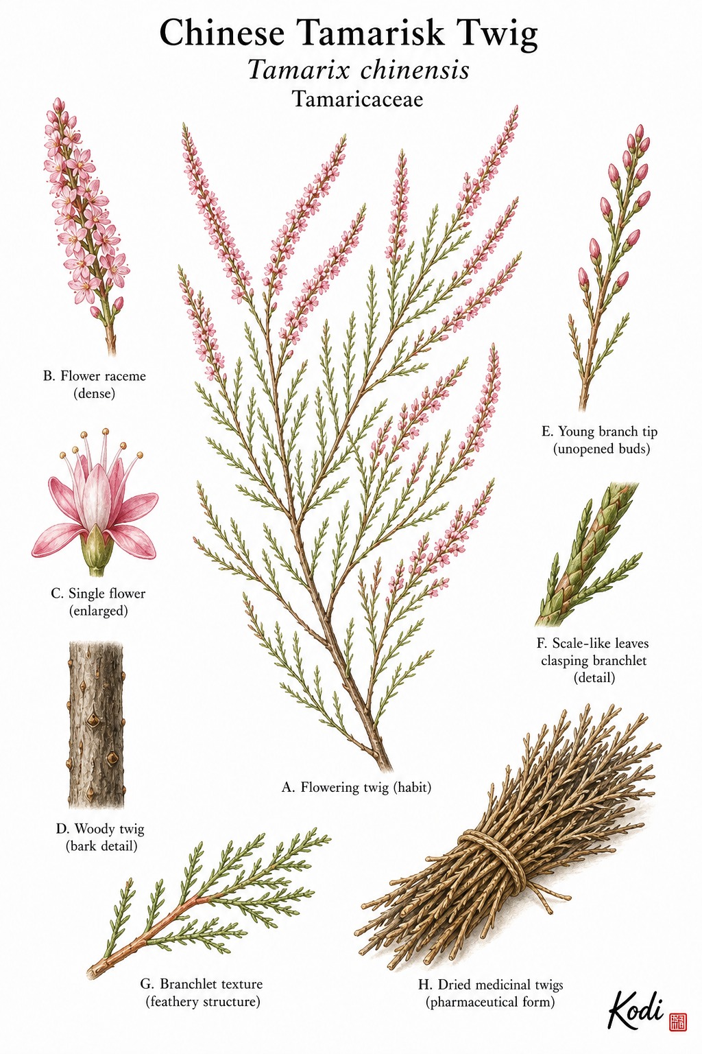 Botanical illustration of Chinese Tamarisk Twig, Tamarix chinensis, showing flowering twig, scale leaves, pink racemes, dried twig material, and diagnostic plant details.