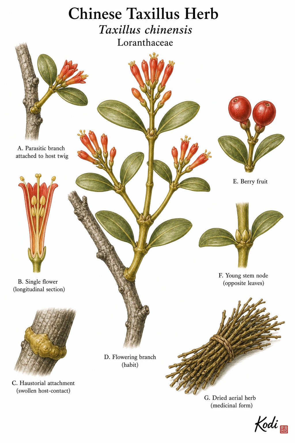 Botanical illustration of Chinese Taxillus Herb, Taxillus chinensis, showing parasitic branch habit, host attachment, flowers, berries, dried herb, and diagnostic plant details.