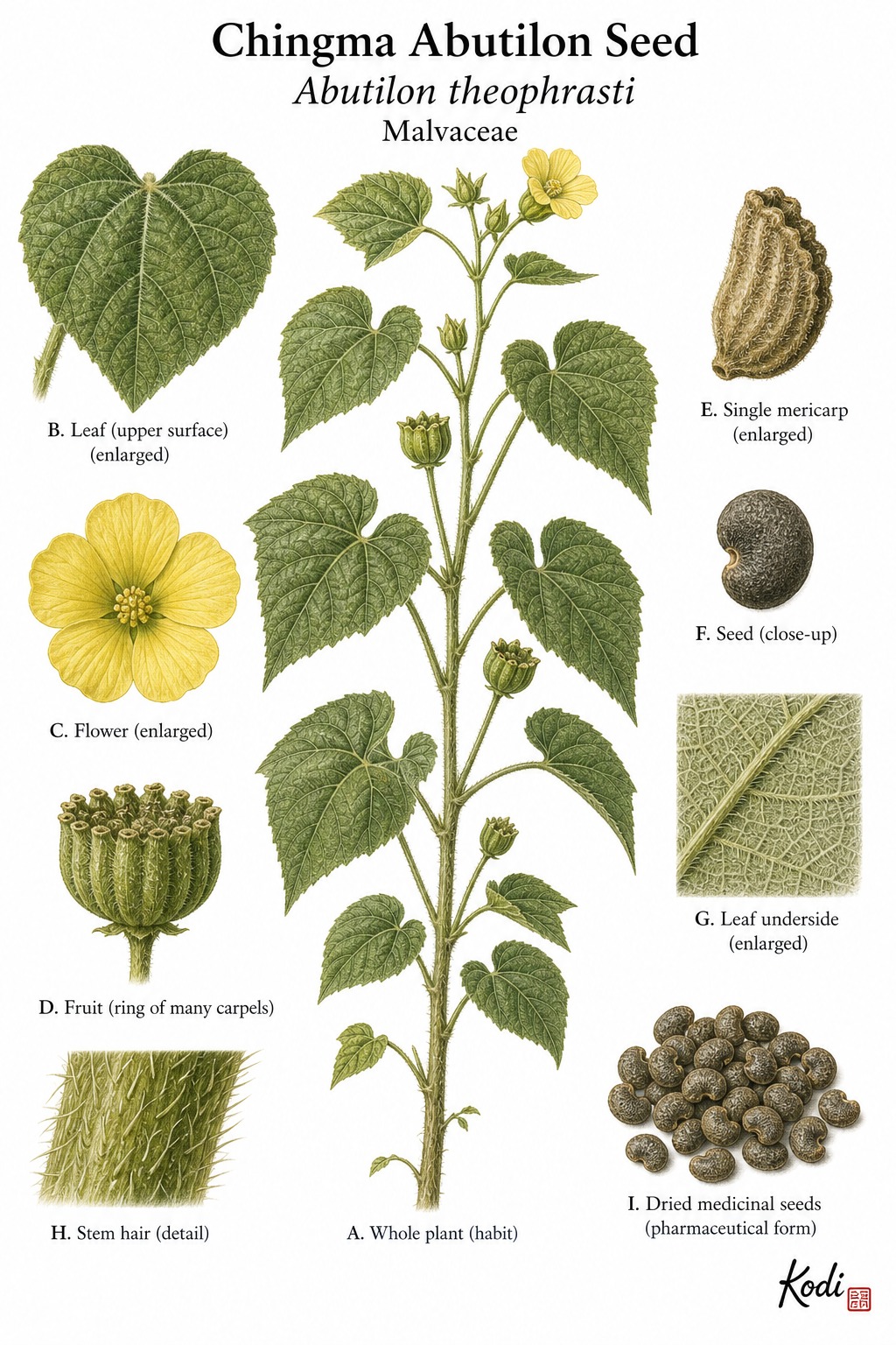 Botanical illustration of Chingma Abutilon Seed, Abutilon theophrasti, showing velvetleaf habit, flowers, capsule, seeds, and diagnostic plant details.