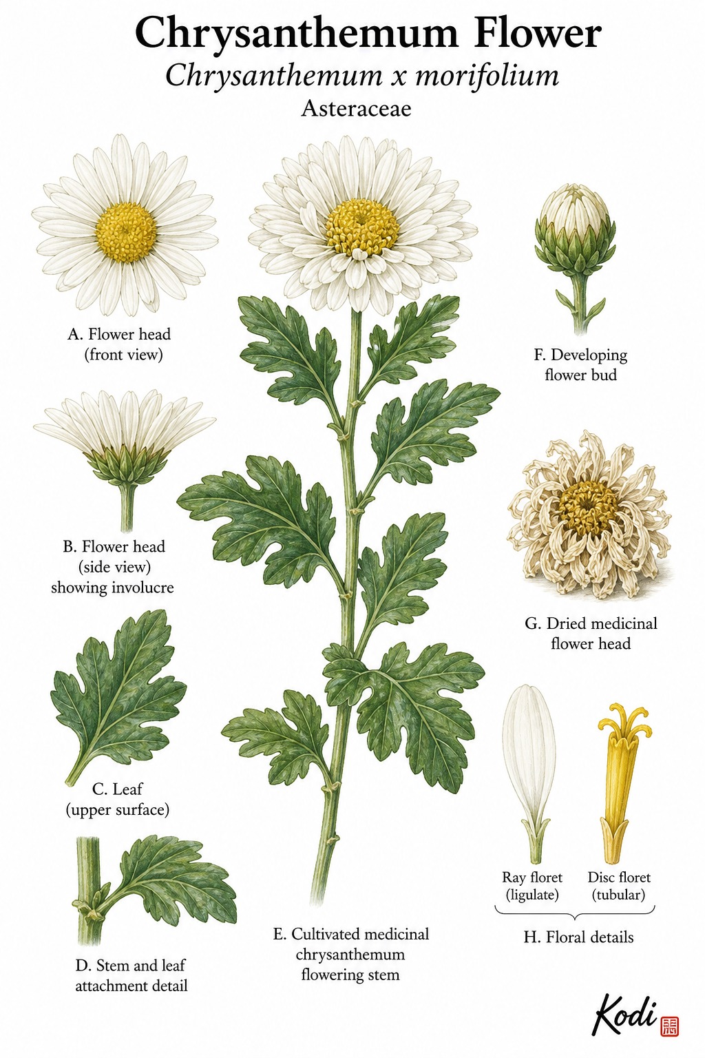 Botanical illustration of Chrysanthemum Flower, Chrysanthemum x morifolium, showing cultivated white flower heads, leaves, dried flower, and diagnostic plant details.