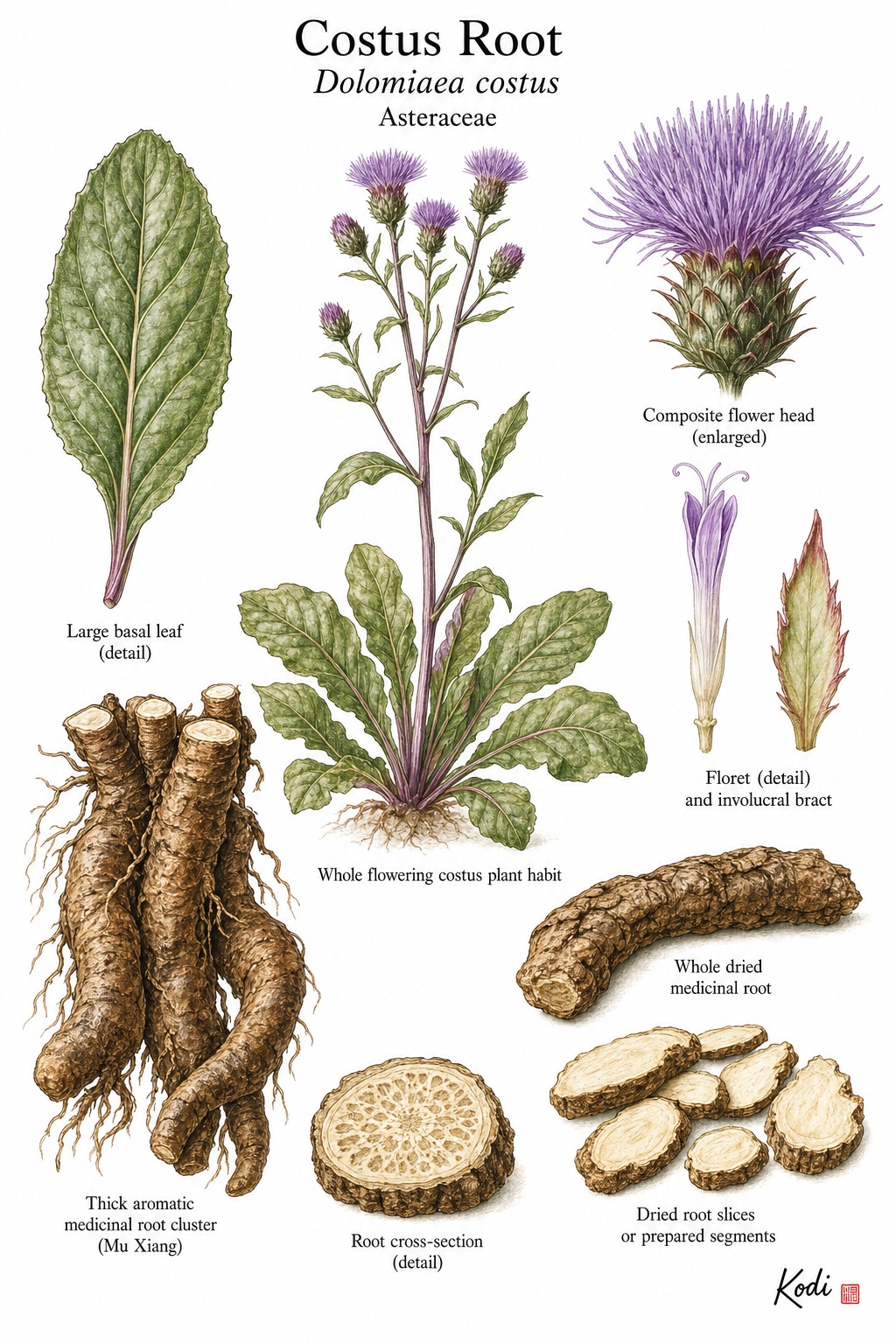 Botanical illustration of Costus Root, Dolomiaea costus, showing whole plant habit, leaves, purple flower head, aromatic medicinal root, and diagnostic plant details.