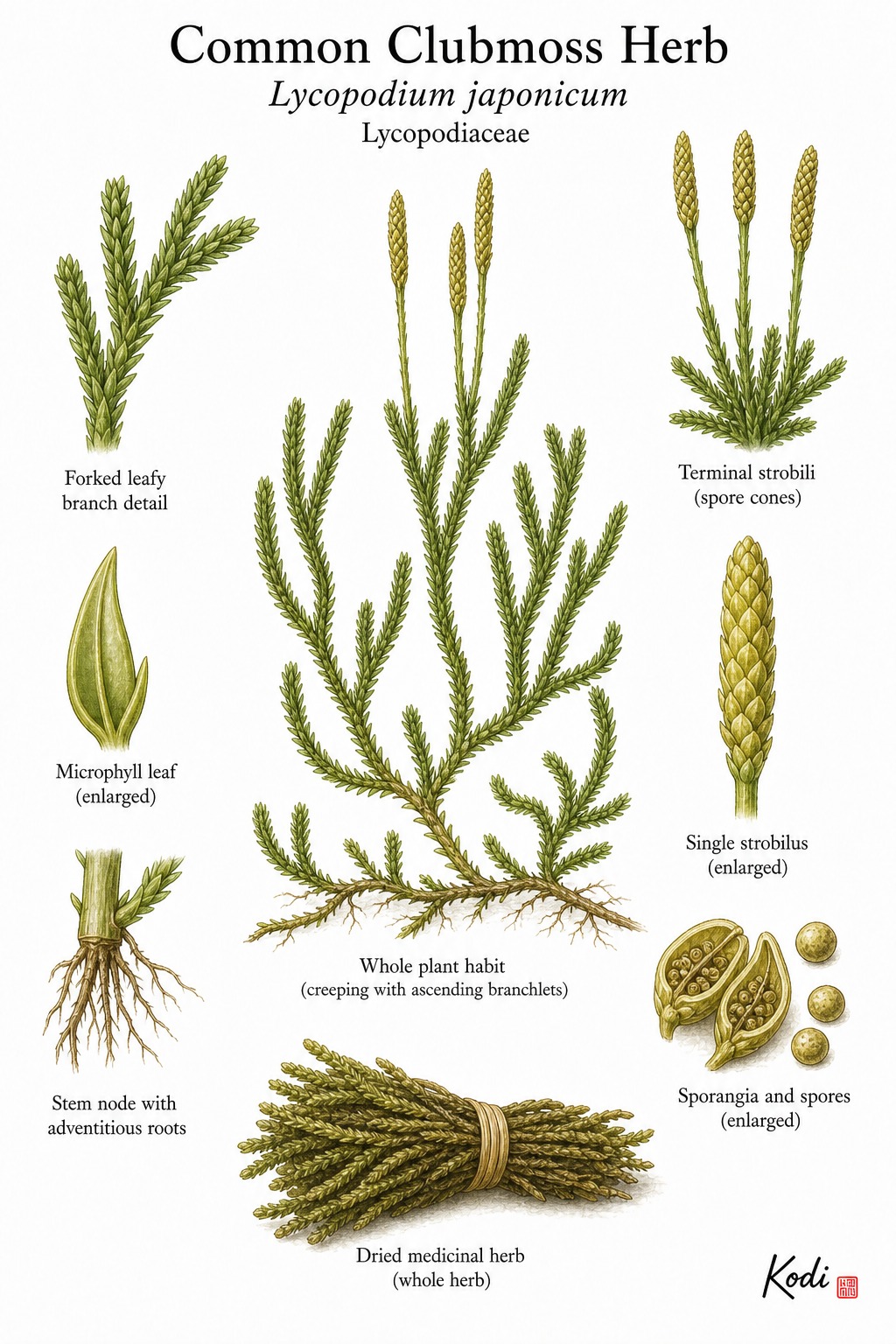 Botanical illustration of Common Clubmoss Herb, Lycopodium japonicum, showing creeping clubmoss habit, forked branches, strobili, spores, dried herb, and diagnostic plant details.