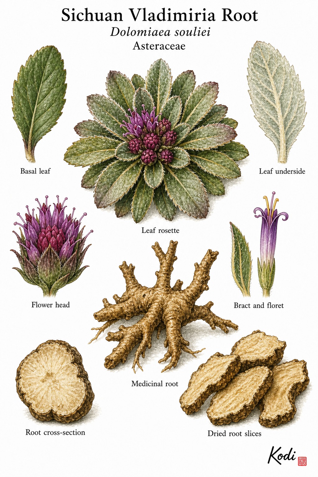 Botanical illustration of Sichuan Vladimiria Root, Dolomiaea souliei, showing habit, basal leaves, flower heads, root, and diagnostic plant details.