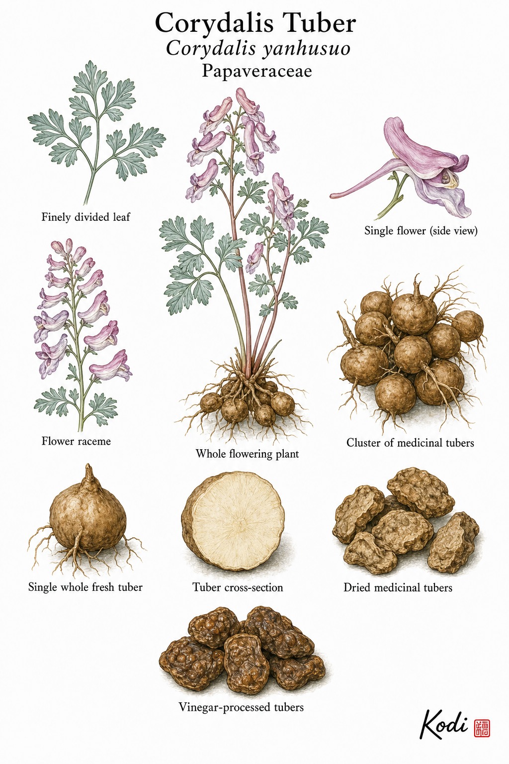 Botanical illustration of Corydalis Tuber, Corydalis yanhusuo, showing habit, leaves, flowers, tubers, dried material, and diagnostic plant details.