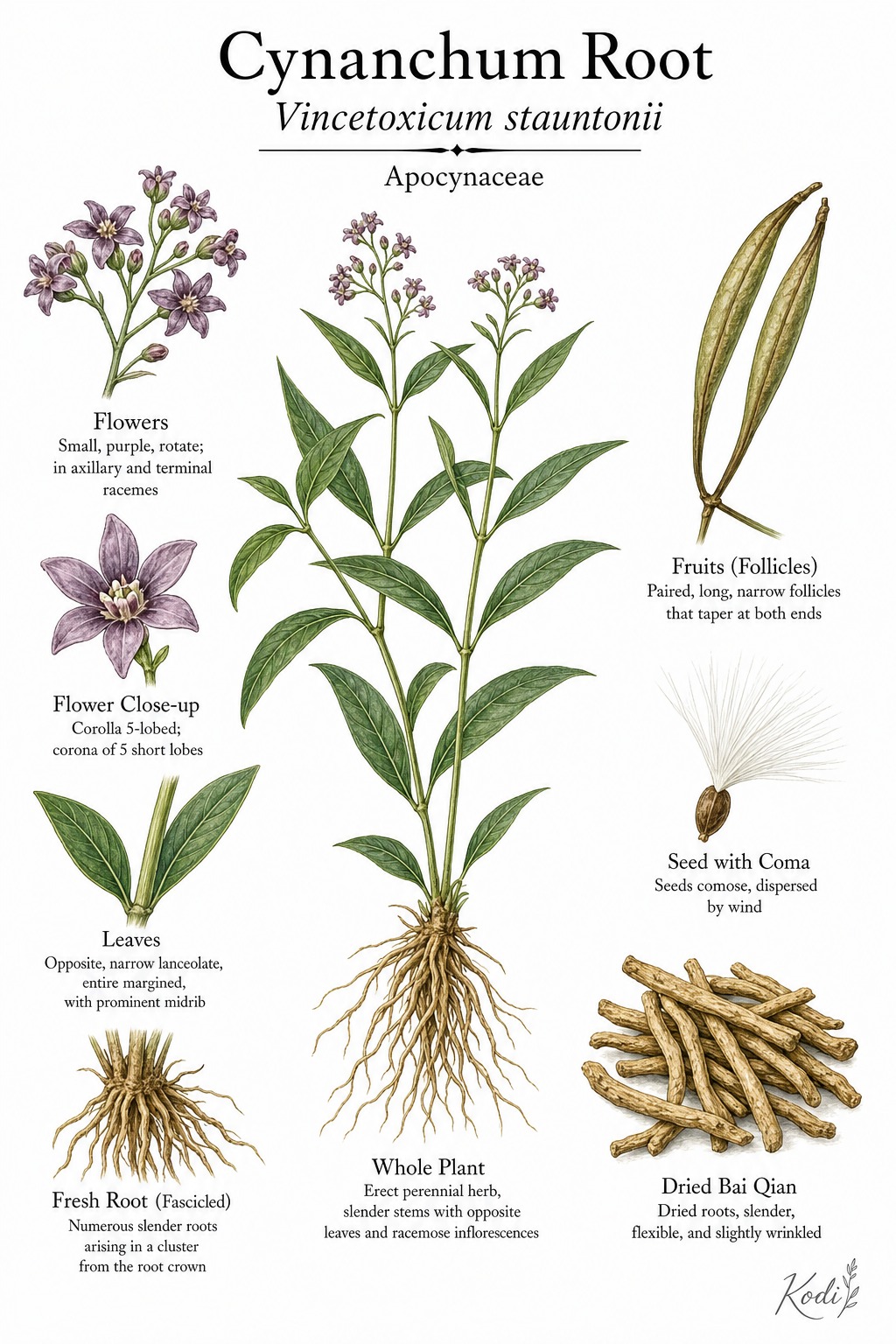 Botanical illustration of Cynanchum Root, Vincetoxicum stauntonii, showing erect herb habit, narrow opposite leaves, flowers, follicles, medicinal roots, and diagnostic plant details.