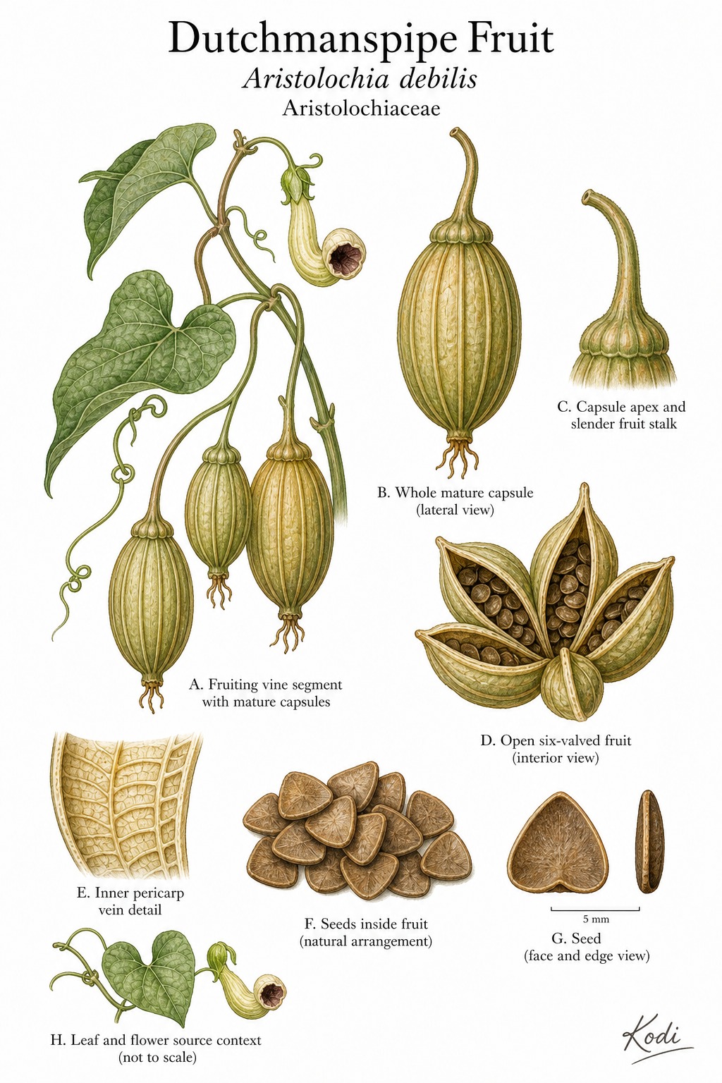 Botanical illustration of Dutchmanspipe Fruit, Aristolochia debilis, showing fruiting vine, ribbed capsules, seeds, opened fruit, and diagnostic plant details.