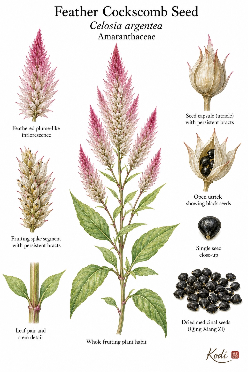 Botanical illustration of Feather Cockscomb Seed, Celosia argentea, showing plume inflorescence, capsules, glossy black seeds, and diagnostic plant details.