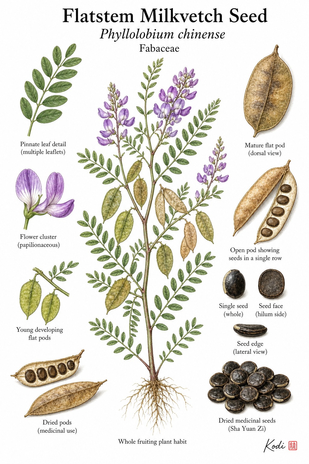 Botanical illustration of Flatstem Milkvetch Seed, Phyllolobium chinense, showing fruiting habit, pods, seeds, and diagnostic legume details.