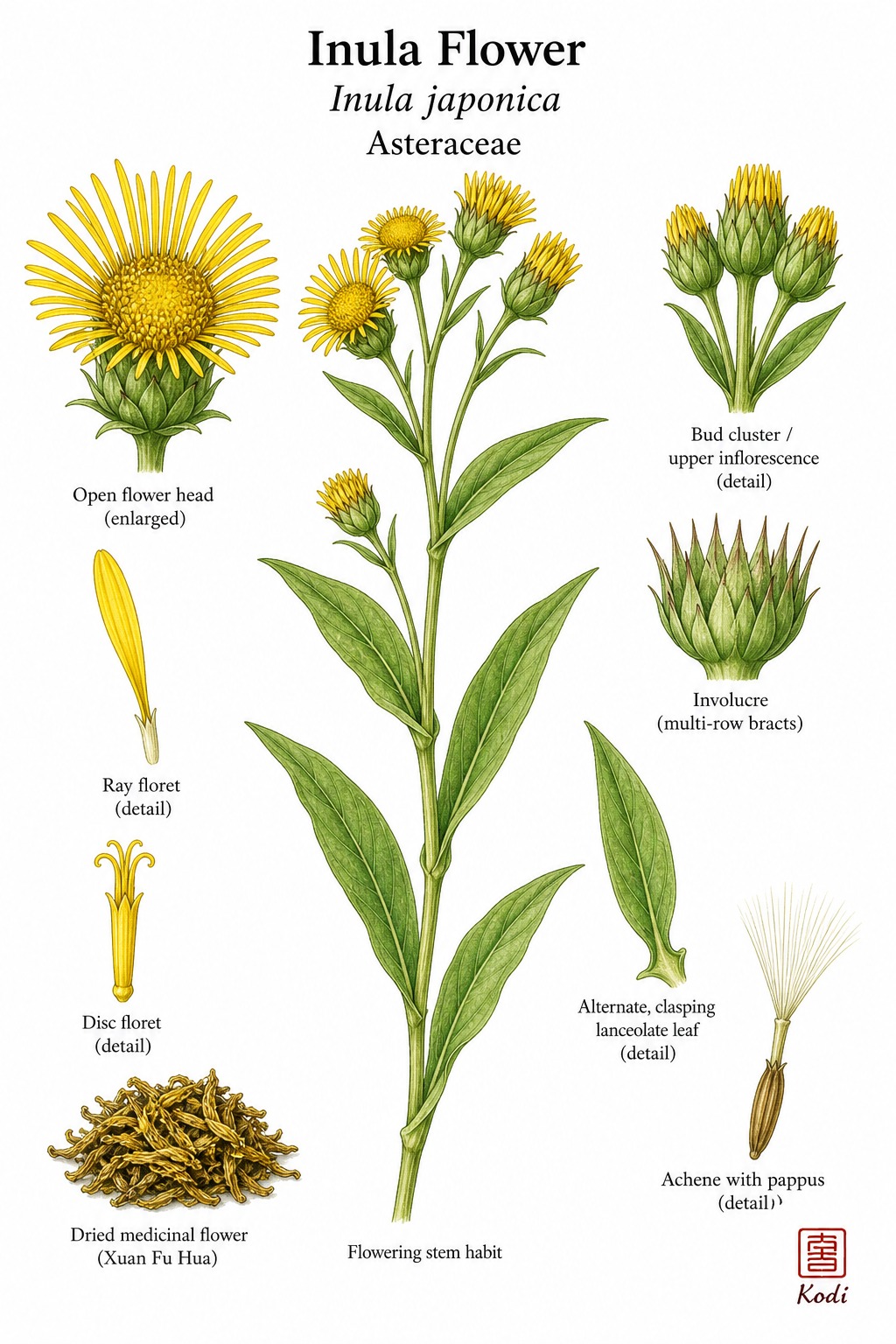 Botanical illustration of Inula Flower, Inula japonica, showing flowering stem, yellow flower heads, bracts, and diagnostic composite details.