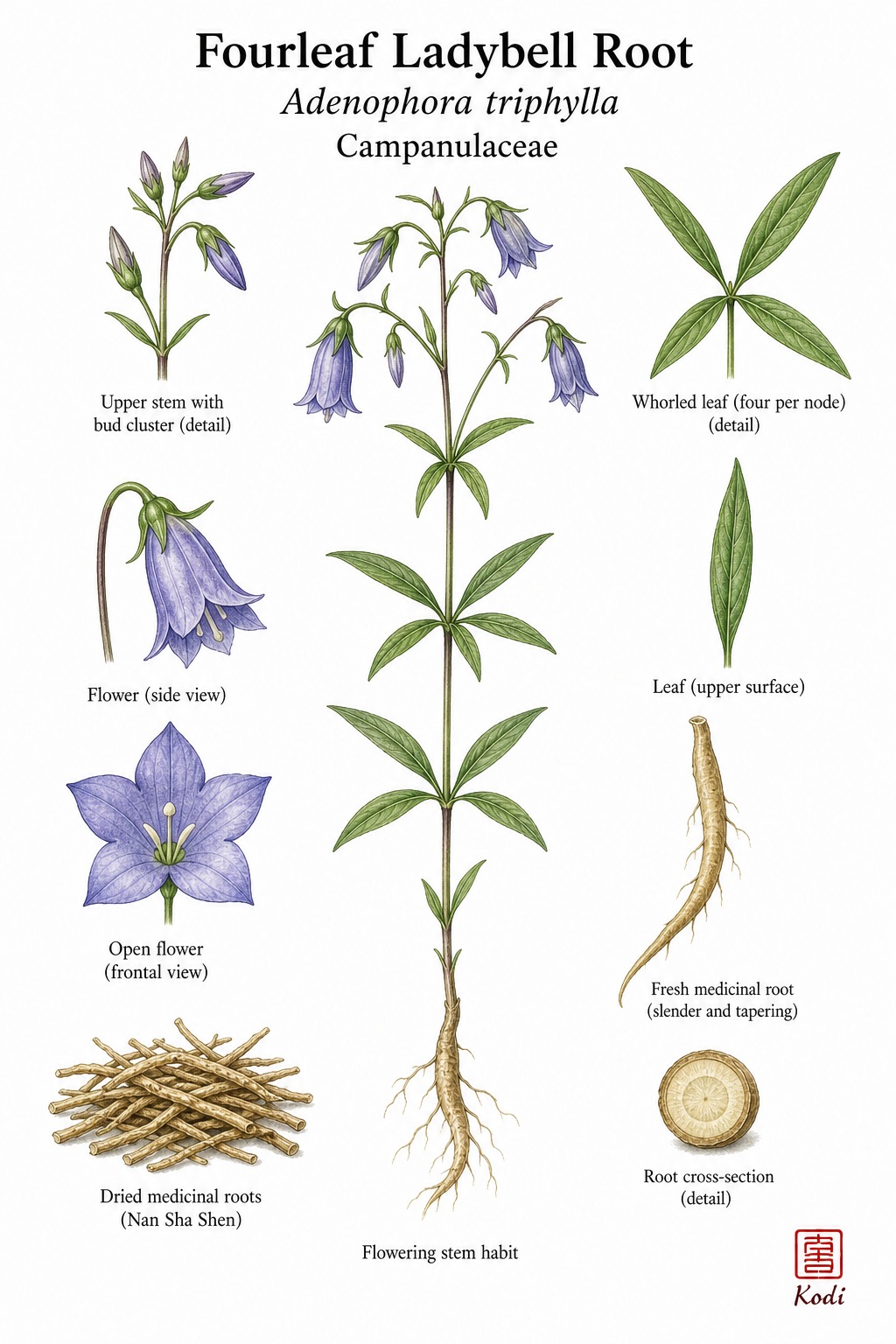 Botanical illustration of Fourleaf Ladybell Root, Adenophora triphylla, showing flowering stem, bell flowers, medicinal root, and diagnostic campanulaceous details.
