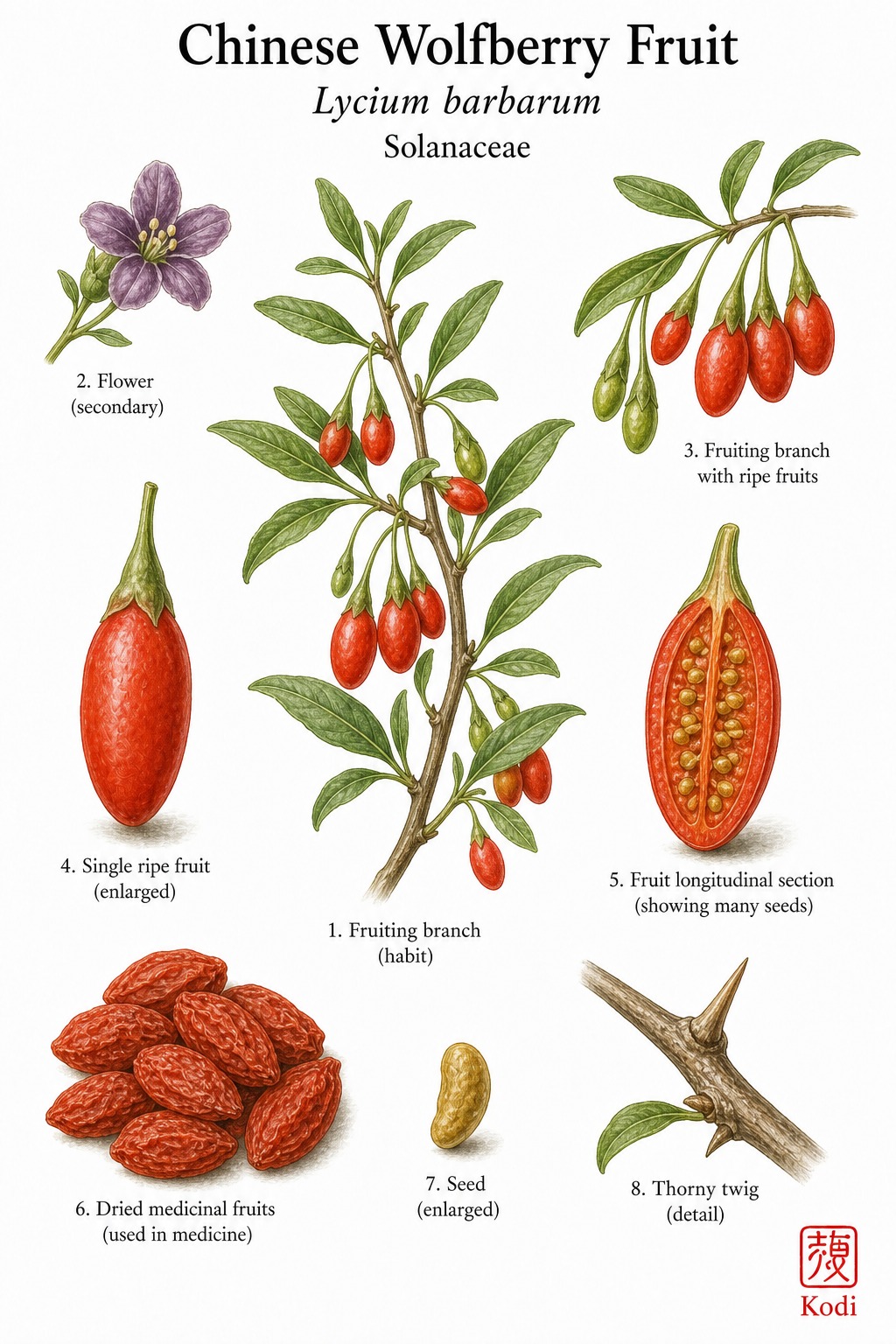 Botanical illustration of Chinese Wolfberry Fruit, Lycium barbarum, showing shrubby branch, purple flower inset, red berries, dried goji fruit, and diagnostic plant details.
