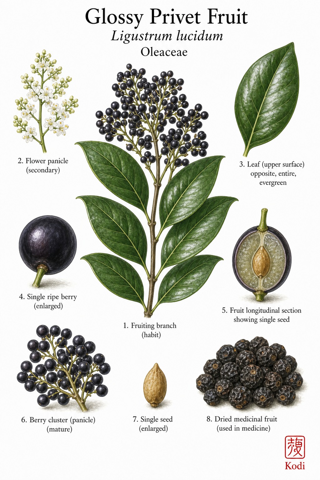 Botanical illustration of Glossy Privet Fruit, Ligustrum lucidum, showing opposite leaves, dark berry cluster, berry section, dried fruit, and diagnostic plant details.