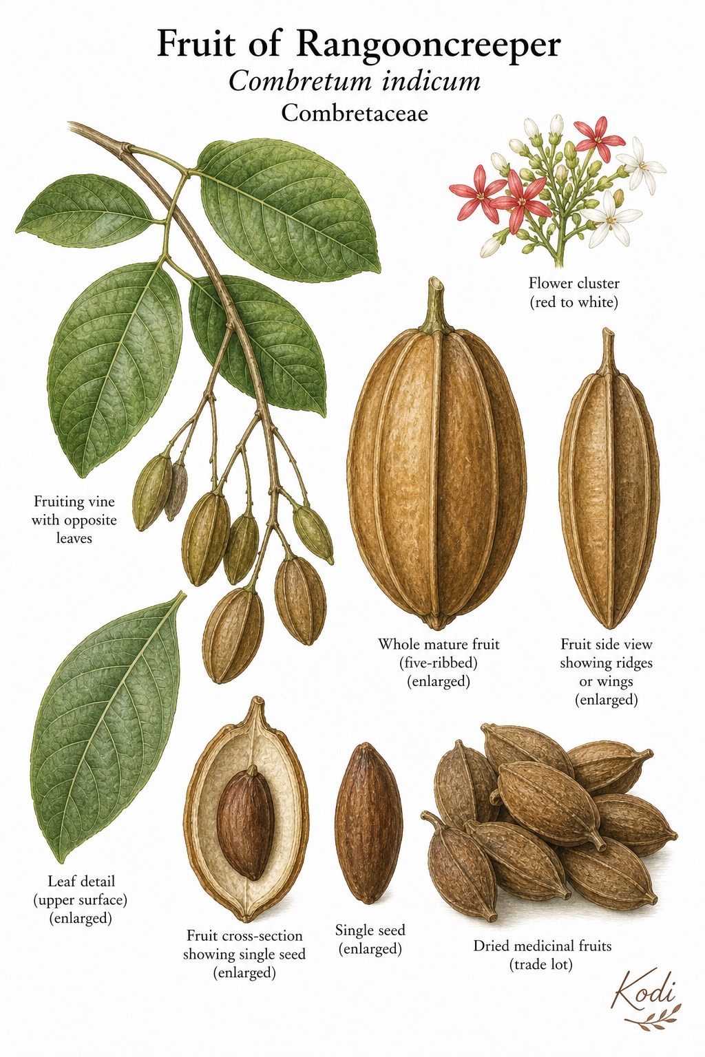 Botanical illustration of Fruit of Rangooncreeper, Combretum indicum, showing opposite leaves, ribbed fruits, seed section, and diagnostic plant details.