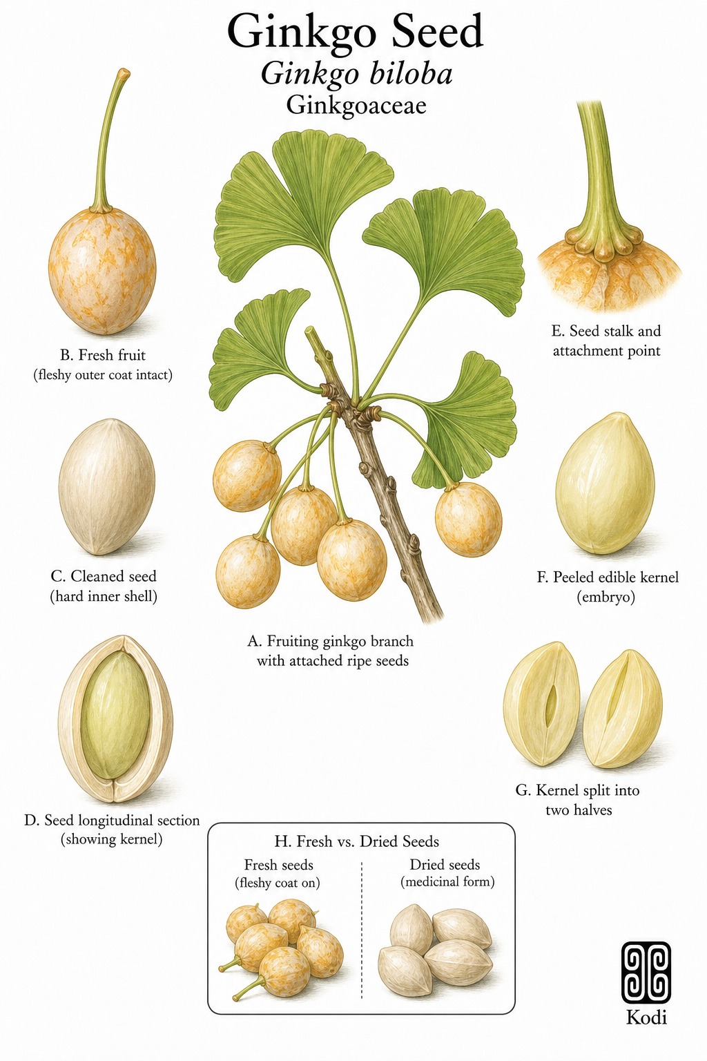 Botanical illustration of Ginkgo Seed, Ginkgo biloba, showing fruiting branch, ripe seeds, shelled kernels, and diagnostic plant details.
