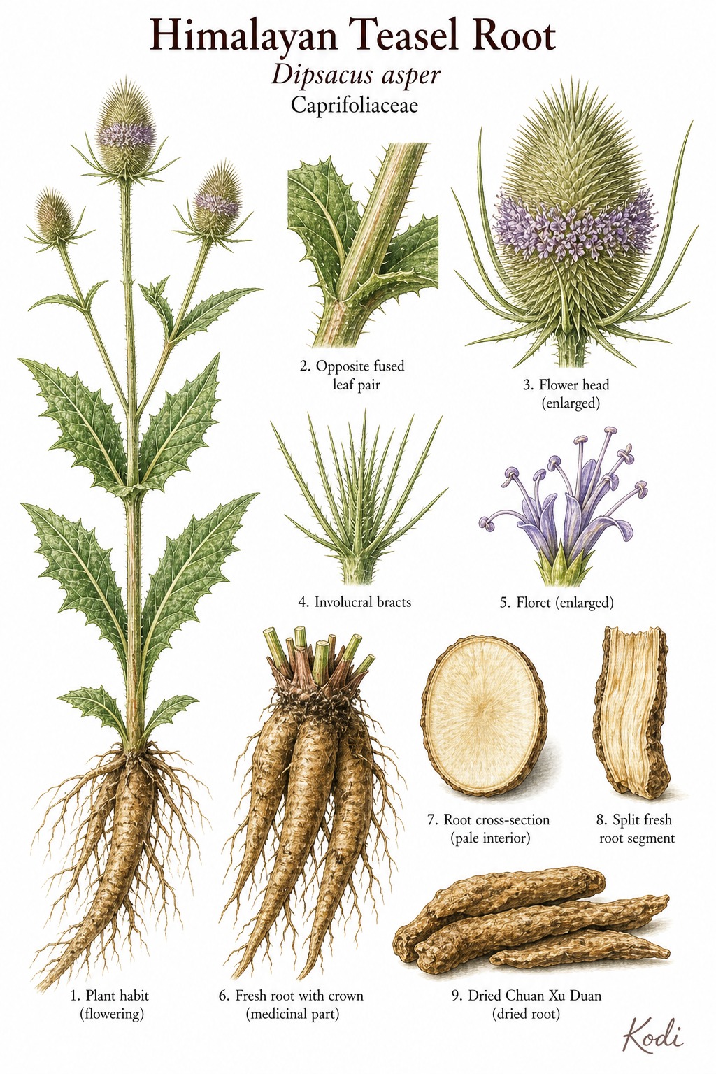 Botanical illustration of Himalayan Teasel Root, Dipsacus asper, showing source plant habit, spiny flower head, fresh medicinal root, and diagnostic root details.
