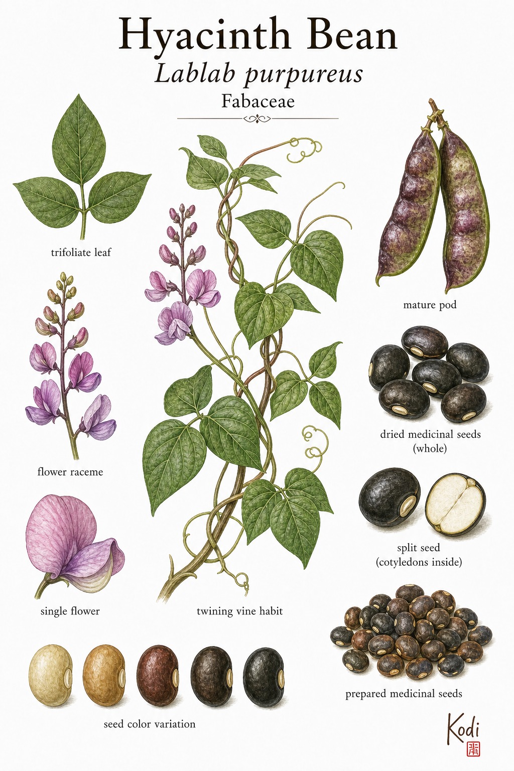 Botanical illustration of Hyacinth Bean, Lablab purpureus, showing vine habit, trifoliate leaves, mature pods, dried seeds, and diagnostic medicinal-seed details.