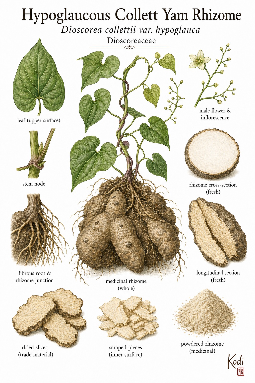 Botanical illustration of Hypoglaucous Collett Yam Rhizome, Dioscorea collettii var. hypoglauca, showing Fen Bi Xie vine context, medicinal rhizome, cut surfaces, and diagnostic rhizome details.