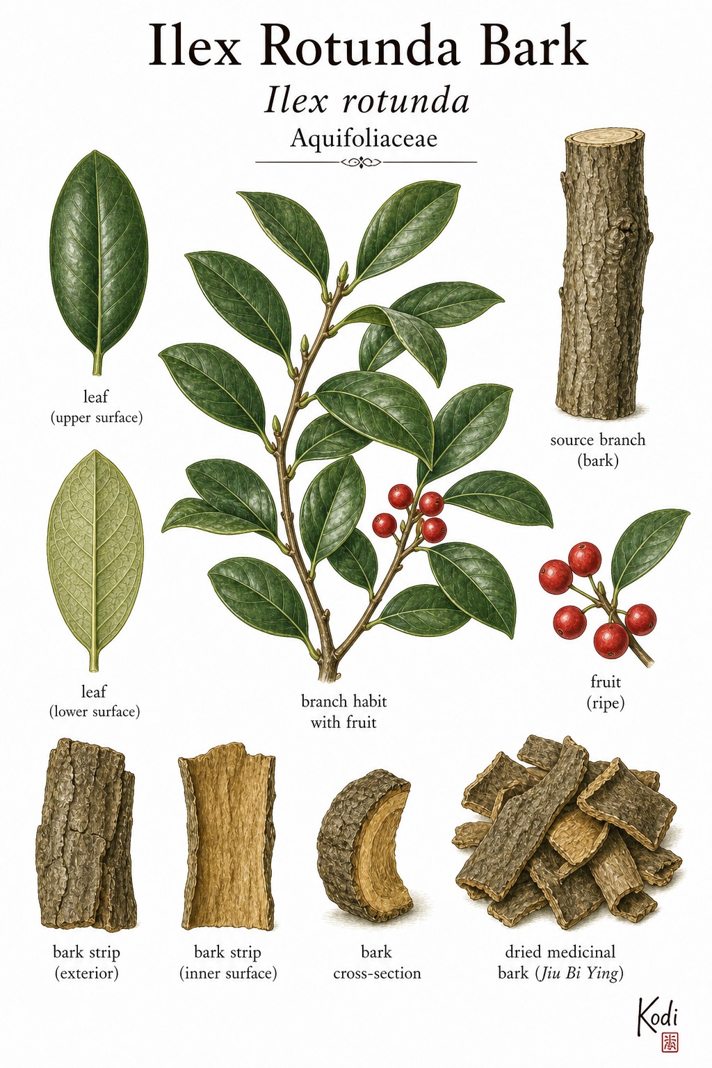 Botanical illustration of Ilex Rotunda Bark, Ilex rotunda, showing evergreen branch context, bark strips, bark cross-section, and diagnostic Jiu Bi Ying medicinal-bark details.