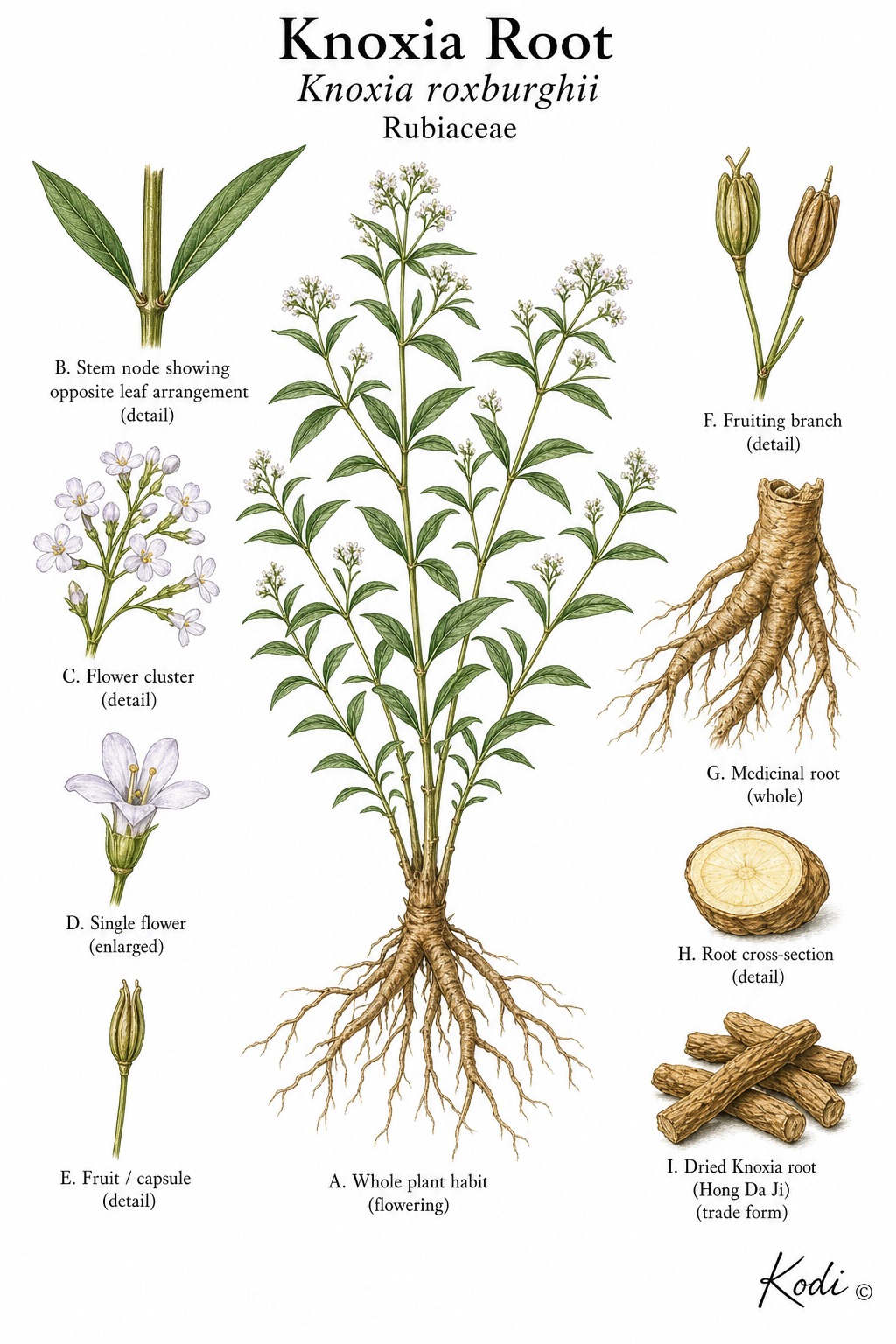 Botanical illustration of Knoxia Root, Knoxia roxburghii, showing opposite leaves, small flowers, medicinal root, and diagnostic Hong Da Ji plant details.