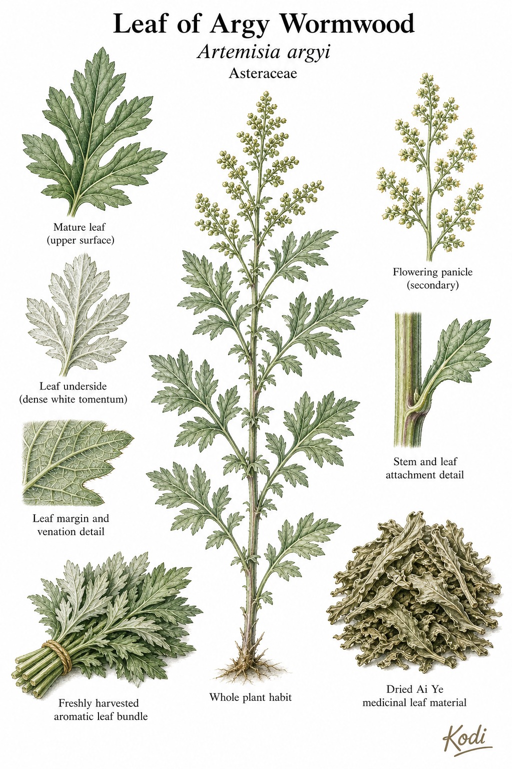 Botanical illustration of Leaf of Argy Wormwood, Artemisia argyi, showing leaf surfaces, pale tomentose underside, dried Ai Ye material, and diagnostic plant details.