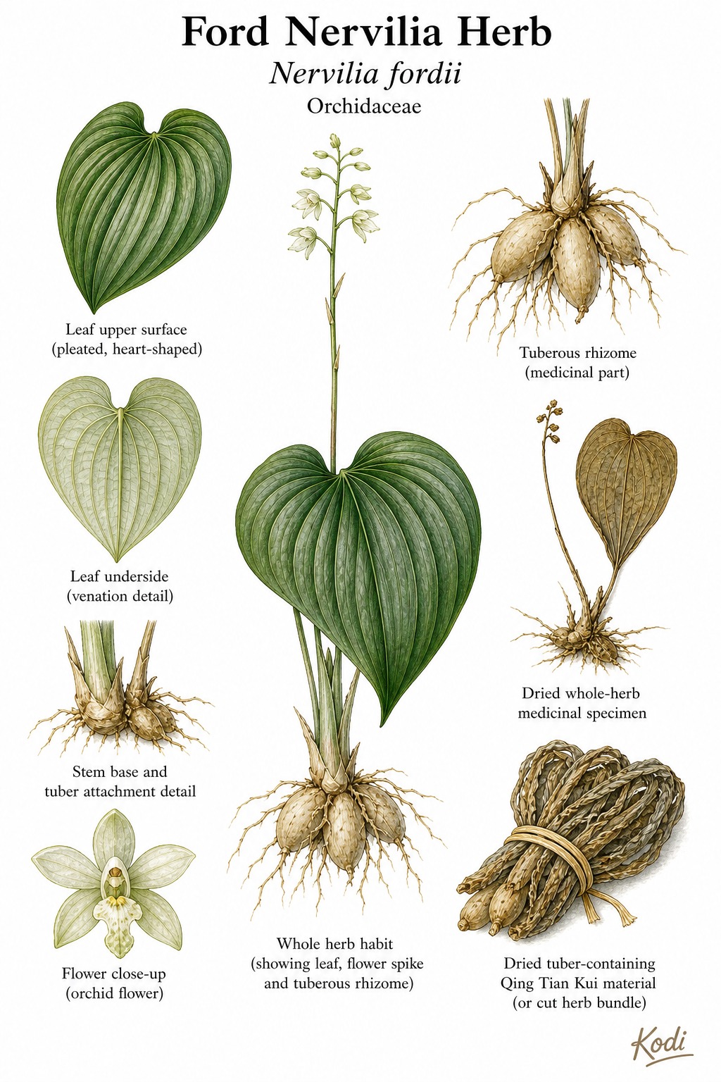 Botanical illustration of Ford Nervilia Herb, Nervilia fordii, showing heart-shaped leaf, tuber, dried Qing Tian Kui material, and diagnostic plant details.