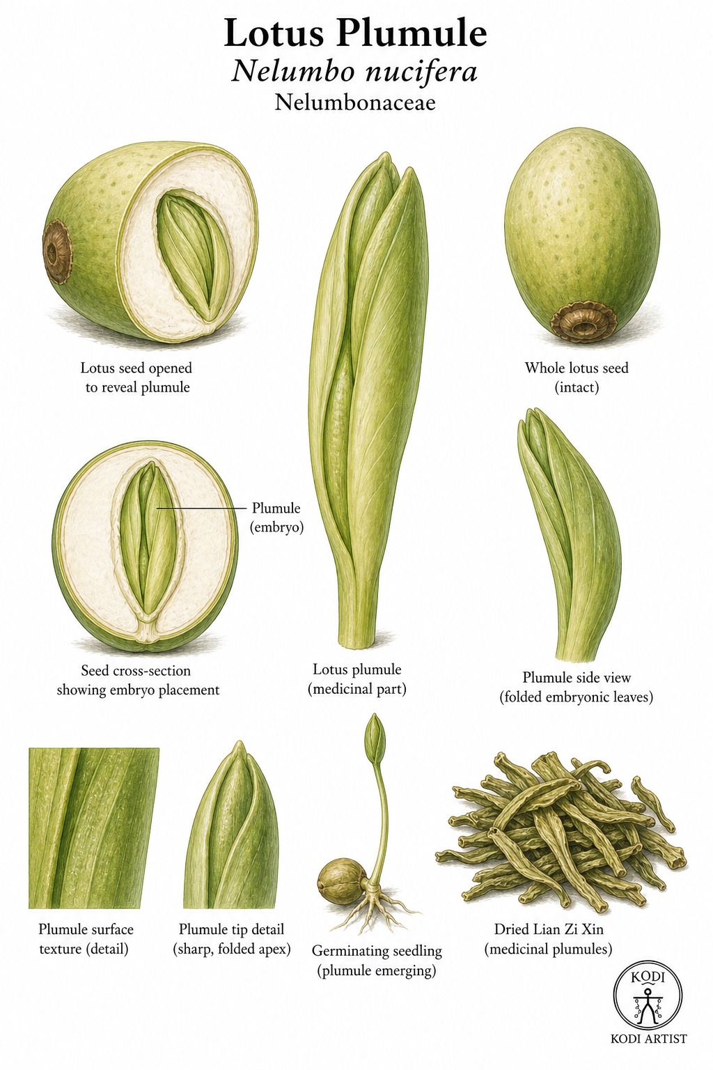 Botanical illustration of Lotus Plumule, Nelumbo nucifera, showing the green embryo, opened seed, dried Lian Zi Xin, and diagnostic plant details.