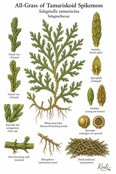 Botanical illustration of All-Grass of Tamariskoid Spikemoss, Selaginella tamariscina, showing habit, fronds, strobili, rhizophores, and diagnostic plant details.