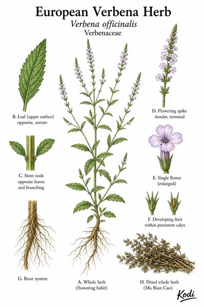 Botanical illustration of European Verbena Herb, Verbena officinalis, showing whole herb habit, leaves, flowering spikes, root, and diagnostic plant details.