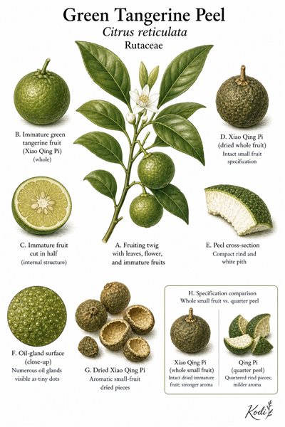 Botanical illustration of Green Tangerine Peel, Citrus reticulata, showing small whole-fruit Xiao Qing Pi specimens, dried aromatic pieces, and diagnostic plant details.